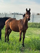 1/2 немецкое происхождение