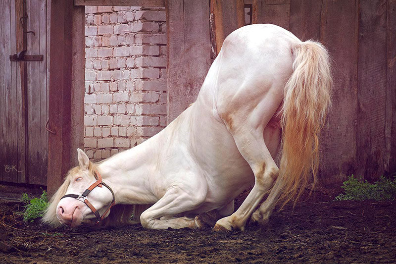 Уставший конь. Белый конь фото красивое. Уставшая лошадь фото.