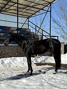 РВП мерин 2020 гр