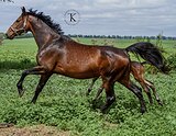 КОБЫЛА В РАЗВЕДЕНИЕ