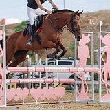 КОБЫЛА В КОНКУР И ВЫЕЗДКУ 