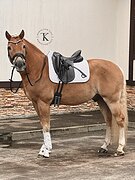 НЕВЕРОЯТНО КРАСИВЫЙ ХАФЛИН