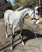МЕРИН В КОНКУР • 1/4 ИМПОРТ