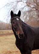 КОБЫЛА В КОНКУР