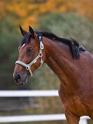 Конкур/троеборье,маршрут 105