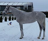 Кобыла 1209