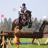 ЖЕРЕБЕЦ В ТРОЕБОРЬЕ 