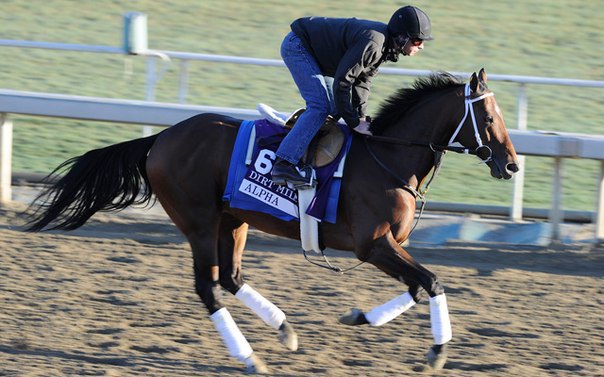 Ипподром Santa Anita 2013 год. Подготовка к Breeders' Cup Dirt Mile.