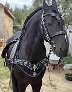 Фризские жеребец импорт 