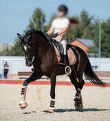 Перспективен в спорт