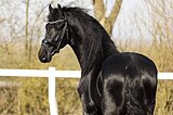 Фриз, жеребец, ИМПОРТ!