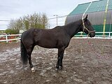 Карачаевский мерин 