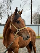 Хворостовский