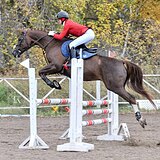 БУРЫЙ БУДЕННОВСКИЙ МЕРИН 