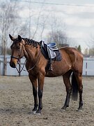 Кобыла в спорт или по любви