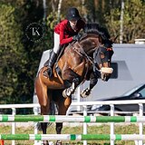 ПРАВНУЧКА CASSINI 8 ЛЕТ