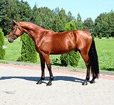 Жеребец помесь