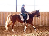 Мерин спорт.помесь 