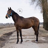 ГАННОВЕРСКАЯ КОБЫЛА 