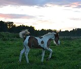 Кросс-тинкер