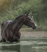КОБЫЛА-УЧИТЕЛЬ В ЛЮБУЮ ДИСЦ