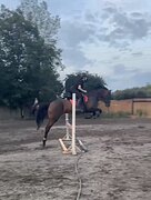 Кобыла в конкур