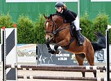 МЕРИН В КОНКУР