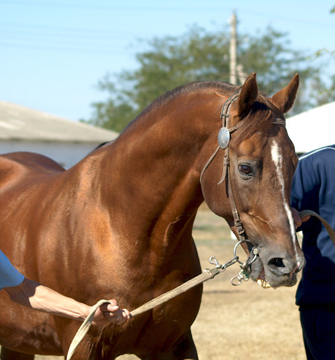 Сальск  выставка "Золотая лошадь" жеребец-производитель    Рябчик 18 ле рожден в конзаводе Буденного, принадлежит агрофирме Целина