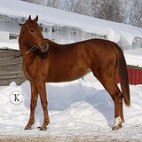 КОБЫЛА 3 ГОДА 164 СМ В ХОЛКЕ