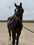 МЕРИН В ЛЮБУЮ ДИСЦИПЛИНУ