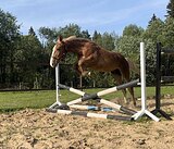 Жеребчик 2024 уже 155 вх!