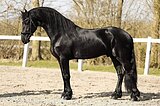 Импорт фризский жеребец 