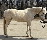 КОБЫЛА В ЛЮБУЮ ДИСЦИПЛИНУ 