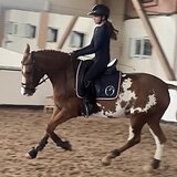 БУДЕННОВСКАЯ КОБЫЛА 7 ЛЕТ