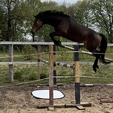 В конкур/троеборье