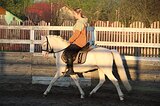 уэльский пони секцияБ 