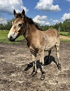 МОЛОДОЙ ЖЕРЕБЕЦ • В ХОББИ / 