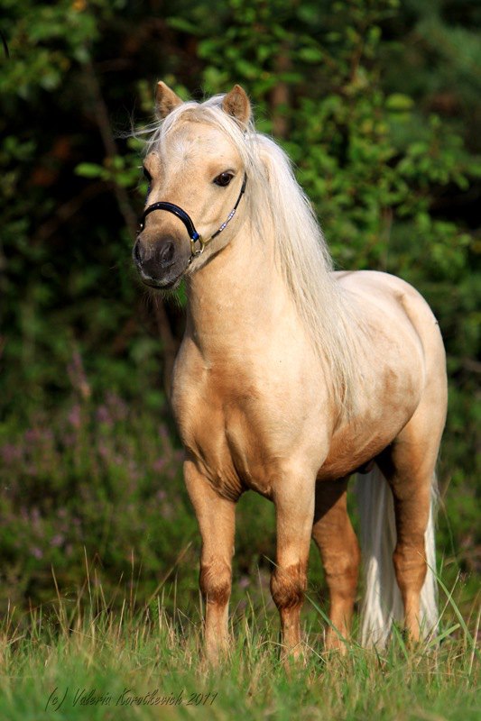 Этот маленький,но очень гордый мужчина (69 см в холке)породы Американская миниатюрная лошадь  имеет первую премию на керунге в Европе,Несет устойчивый ген "кремелло" Принадлежит ЧК Идальго,предлагается для случки.