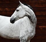 ОПЫТ В ЕВРОПЕЙСКИХ МАРШРУТ