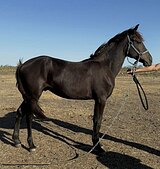 МОЛОДОЙ ЖЕРЕБЕЦ ДЕШЕВО 