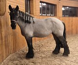 Бельгийский тяжеловоз 