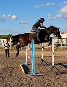 Мерин 2014 г.р, 168 вх