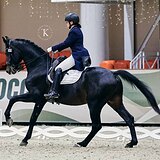 ПЕРСПЕКТИВНЫЙ ЖЕРЕБЕЦ 