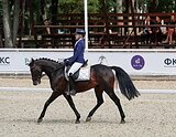 МЕРИН В КОНКУР