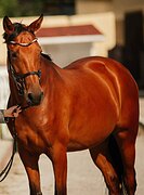 Мерин уровня ППЮ