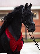 Фризский жеребец 2021 г.р