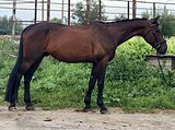 Мерин 2014 г.р, 167 вх