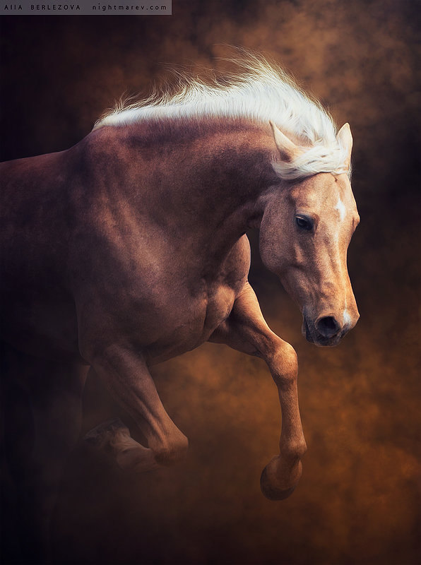 Golden Princess Lagoon, владелец лошади Конный клуб "ОЛИМП" 