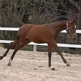 ГНЕДАЯ КОБЫЛА KWPN