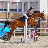 БУДЕННОВСКАЯ КОБЫЛА 7 ЛЕТ